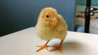 Let's rub the cock together