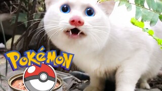 【دليل تعليمي】كيفية ترويض خنزير ضال يشبه القطة؟!