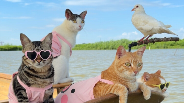 Kucing penangkap ikan milik penduduk asli pesisir