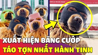 Xuất hiện 'BĂNG CƯỚP' mới nổi táo tợn, ngang nhiên CHỤP ẢNH trước hàng loạt NGÂN HÀNG LỚN 😎 Gâu Đần