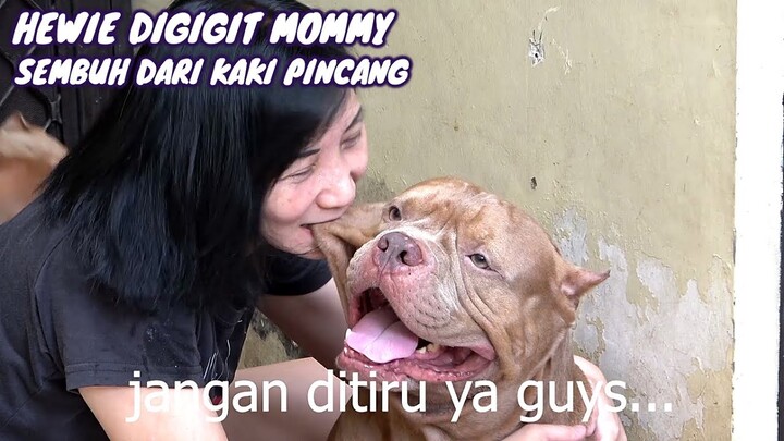 REAKSI HEWIE PITBULL DIGIGIT MOMMY || SEMBUH DARI KAKI PINCANG #hewiepitbull