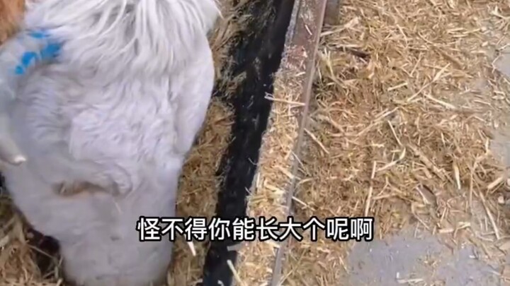 الثور الماكر يخبئ علفه الخاص أثناء الأكل ويبدأ بأكل حشائش الآخرين أولاً. ثور يزن 600 رطل، لكن قلبه ل