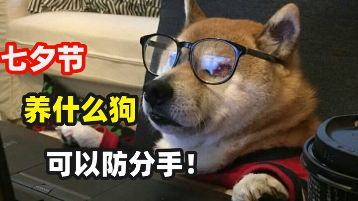 Anjing apa yang cocok dipelihara oleh pasangan pada Hari Qixi?
