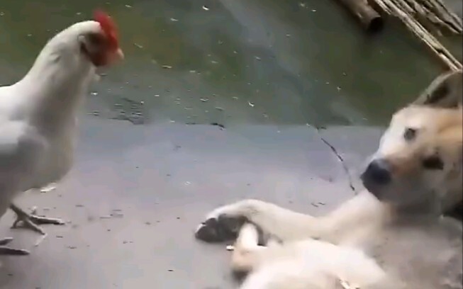 “ฉันไม่ใช่มนุษย์ แต่คุณนี่แหละเป็นหมาตัวจริง”