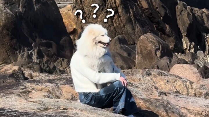 “A Grand Compilation of Animal Strange Behaviors 314”