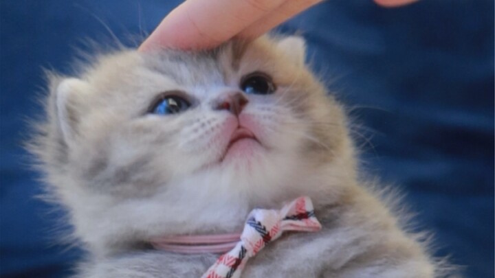 Cứu với, bé mèo sữa lại gãi ngứa kiểu này hahaha