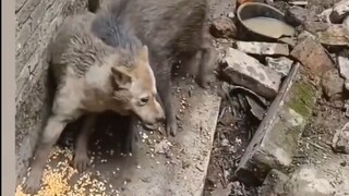 Dog vs. Pig! Let's see how powerful a wild boar is?