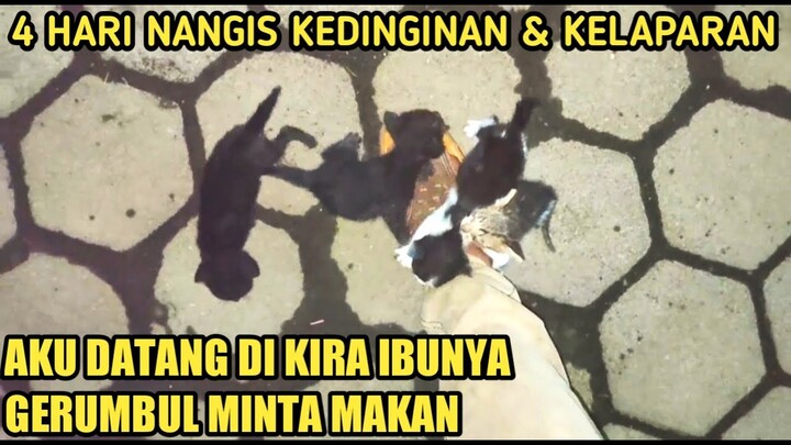 4 BAYI KUCING NANGIS DI MASJID SELAMA 4 HARI,CARI INDUKNYA KEDINGINAN DAN KELAPARAN!!!