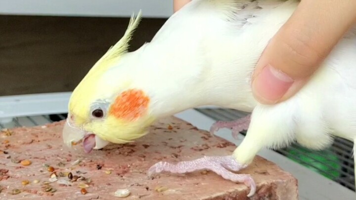 อิฐหลา