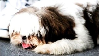 “史施犬安睡音乐：帮助 Shih Tzu 放松入眠的舒缓环境声