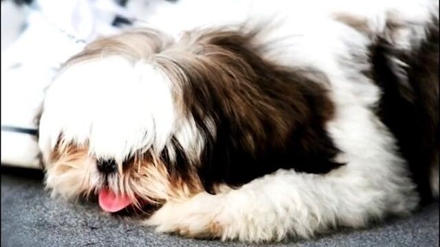 “史施犬安睡音乐：帮助 Shih Tzu 放松入眠的舒缓环境声