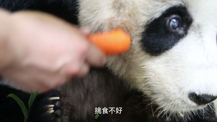 The final days of an elderly giant panda