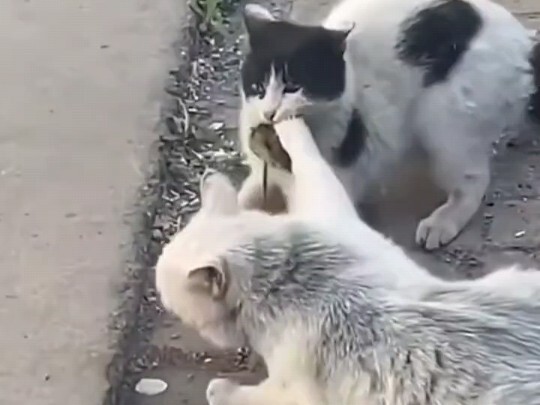 The cat wanted to grab the mouse, but ended up not only not getting it but also getting bitten