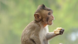 Poor Baby Monkey Lola Very Hungry, Lola Open Big Mouth Eating Baby Very Cute, Charla Careless Baby