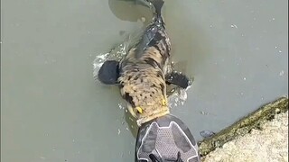 كيف تعض هذه السمكة؟