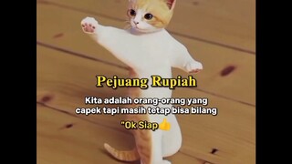 kucing lucu