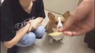 The best way to educate your pet is to teach by example, hahahahahaha