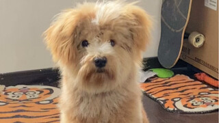 Regarding the fact that my dog looks like Teacher Yu Hua