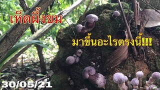 มาออกอะไรตรงนี้!!หาเห็ดผึ้งขมหมายลับกับแม่☺️☺️