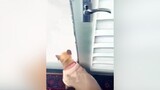 😂😂dog dogs funnyvideo funny
