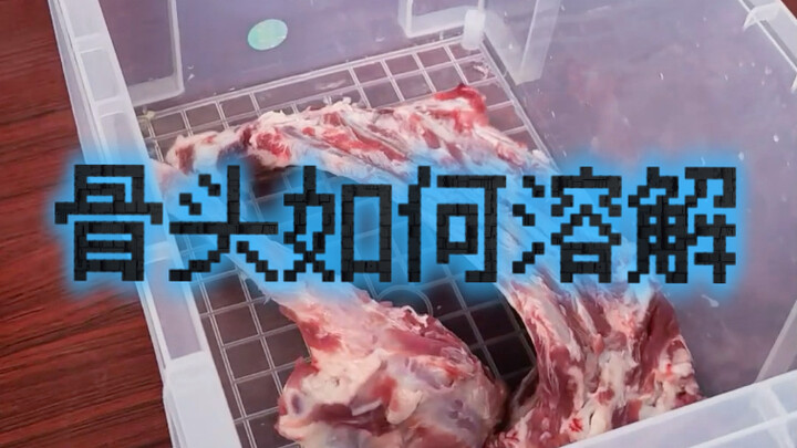 Cara menangani lebih dari 100 pon iga yang tertinggal di rumah