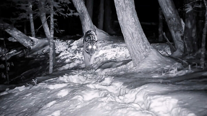 Parents are so careless—taking their kid out for a stroll in the middle of the night.