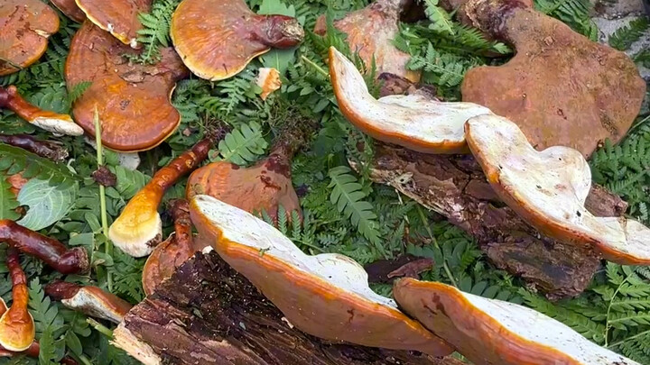 ما هو الوضع في بلدة جبل تشانغباي؟