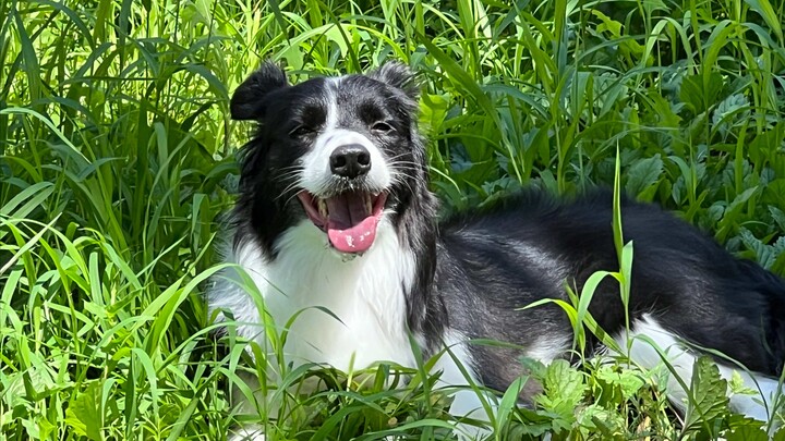 Sunshine and grass are nature’s ultimate grooming essentials for puppies!