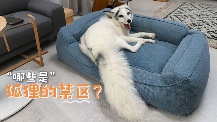 Có những bộ phận nào của cáo thì không được sờ nhỉ?