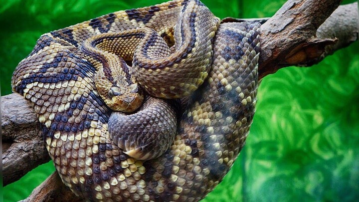 Serpiente Cascabel Diamante ¿Qué tan peligrosa es esta Serpiente - Planeta Anima TV