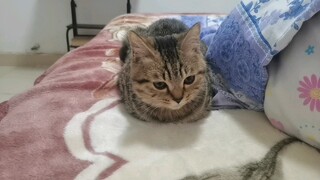 Anak kucing yang tangannya di saku tidak ingin diganggu