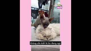 [Vietsub] Làm sao để mèo lông dài bảo vệ mình khỏi bị trọc đầu | Ổ nhỏ của Hoài