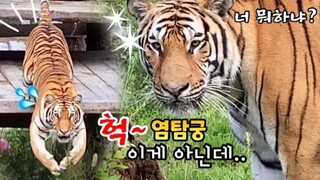 "Tatapan tajam yang sangat mengerikan"Kisah Famous Tiger Family in Korea cat Tiger (Ver Tiger Love)