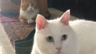 What do Da Mi and Xiao Mi usually do?