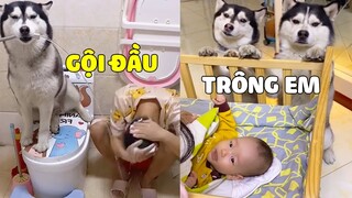 Nhà này việc gì CŨNG ĐẾN TAY ? Không Có NGÁO NHƯ NHÀ MẤT NÓC ~ 😂 Gâu Đần Official