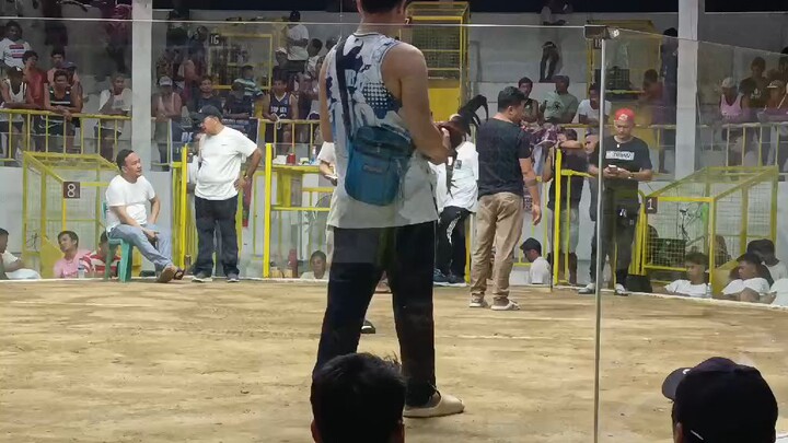 Doble 11 na bagwis ng Hatch Mayahin 1st fight win@Pinamalayan Cockpit Arena on May 30, 2026.