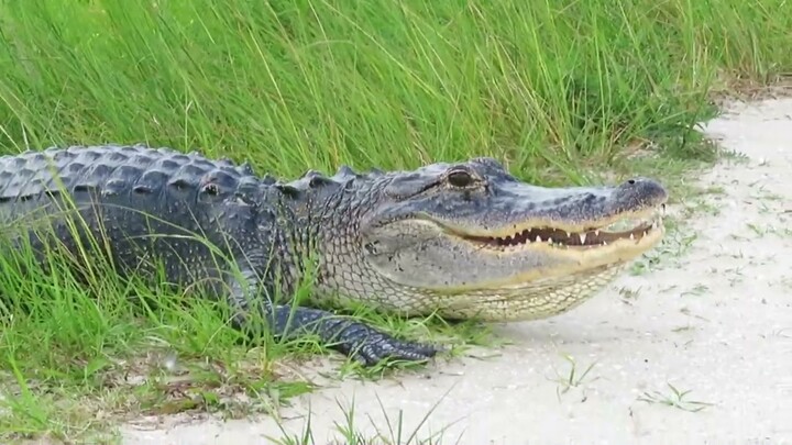 TERLIHAT SAMA INI 8 PERBEDAAN BUAYA DAN ALIGATOR