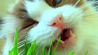 Even in the cold winter, there's cat grass to eat