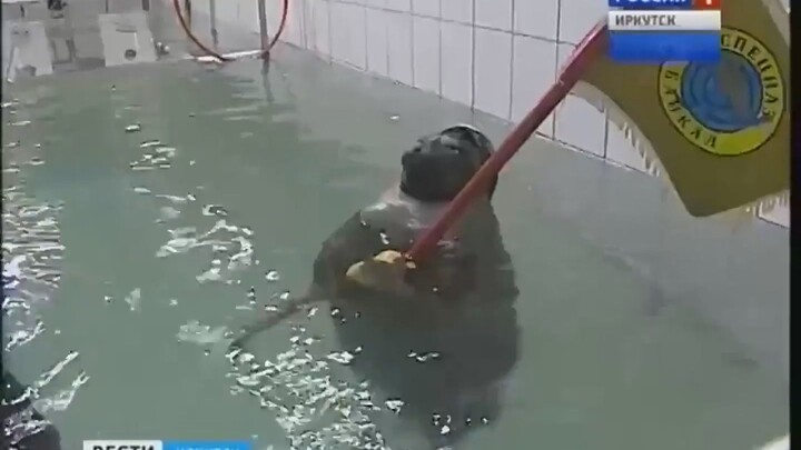 贝加尔海豹突击队