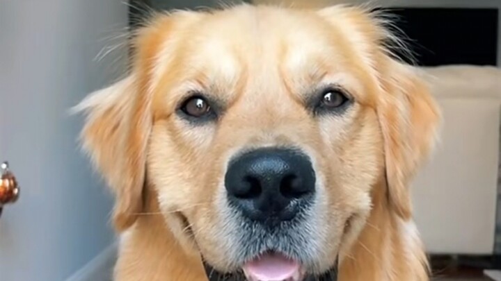 There are demonstrations on how to make a "model face", and there are even pet versions. Why not giv