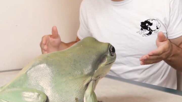 Tiga jenis katak, yang mana yang paling kamu suka?