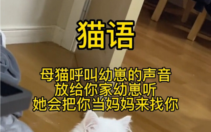 لغة القطط: استدعاء الصغير، شاهد رد فعل قطتك عند تشغيل هذه اللغة