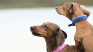 Characteristics of Dachshund