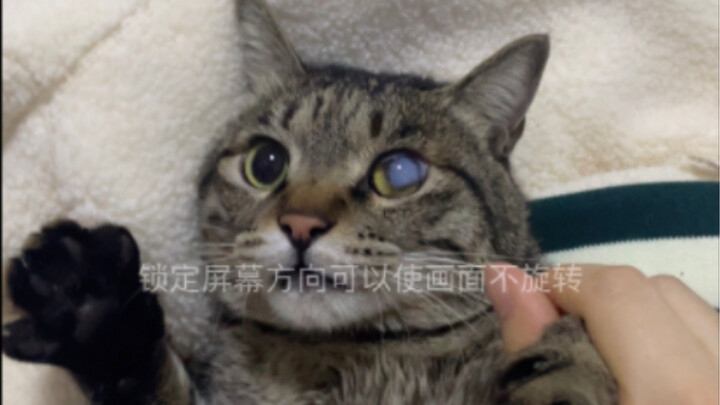 I’ve had him for a year and a half, but he only reacts to “chuu chuu chuu” — he still doesn’t know h