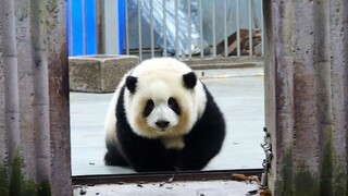 He Hua: Bye Bye! I'm Going Home~ Sorry, I Lied. I'm Back~