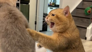 How could a kitten's balls fall off by themselves?