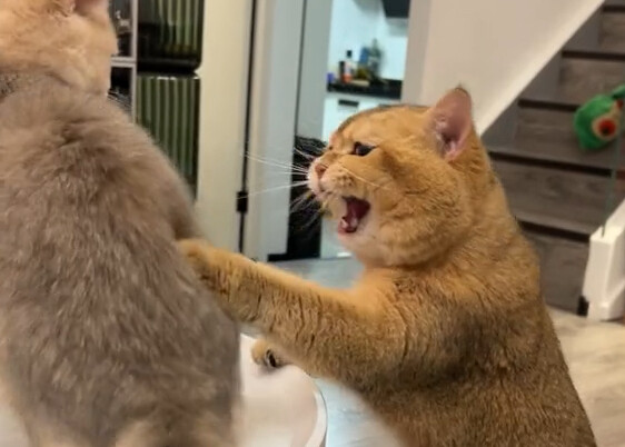 小猫咪的蛋蛋怎么会自己掉下来啊！