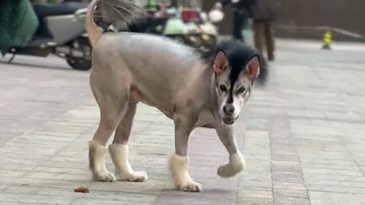 Dog: Who taught you to shave like this?