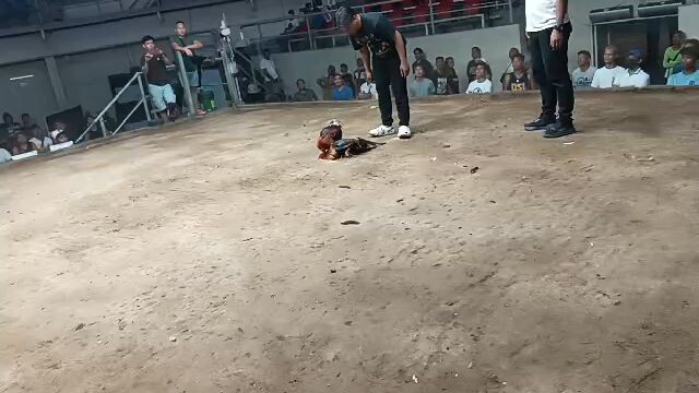 win goldenboy 2nd win colesio de Manila 1yr old nagsarili pa sya april 20 2026... 4m'sgamefowl