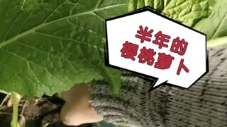 Nhổ những cây củ cải anh đào mà tôi đã trồng trong nửa năm!
